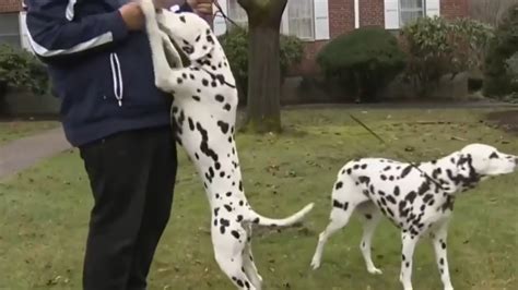 2 Dalmatians fight off coyotes trying to attack dog walker near Boston